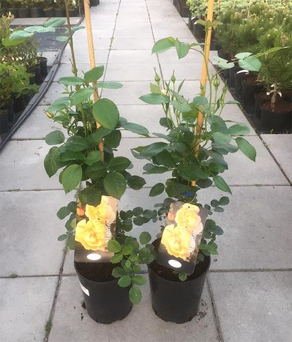 Róża Mapale Courtyard C4 E na Arena.pl