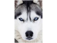 100 70CM OBRAZ PŁÓTNO HUSKY PŁÓTNO RAMA