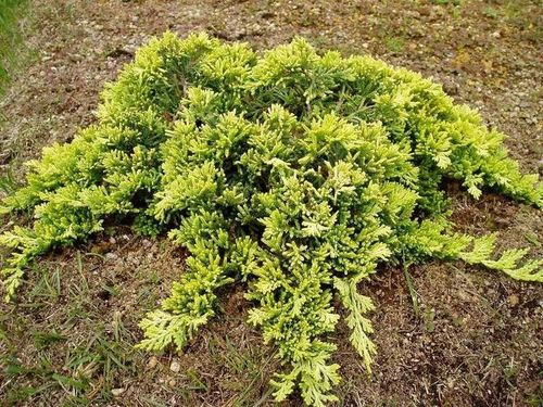 Jałowiec płożący 'Golden Carpet' (Juniperus horizontalis) na Arena.pl