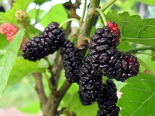 Morwa Czarna Pendula PA 120-140cm na Arena.pl