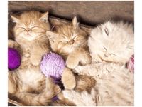 OBRAZ DRUK ŚPIĄCE KOTY MISCE