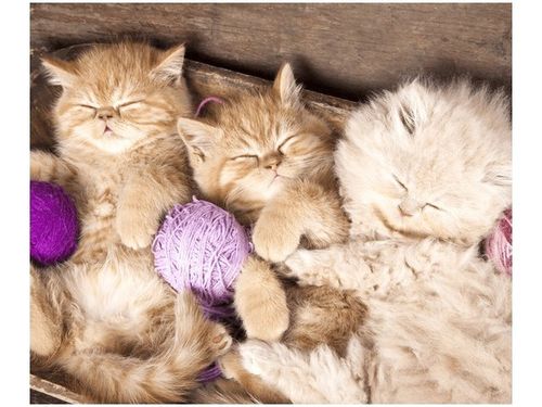 OBRAZ DRUK ŚPIĄCE KOTY MISCE na Arena.pl