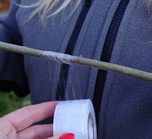 ZESTAW SEKATOR DO SZCZEPIEŃ OKULIZACJI DRZEW krzewów + taśma 11 szt +MAŚĆ na Arena.pl