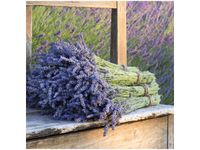 50X50CM BUKIET LAWENDY OBRAZ