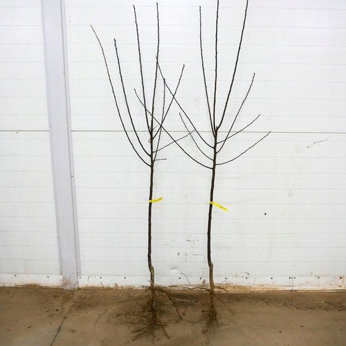 SADZONKI ŚLIWY RENKLODA ALTHANA SMACZNA SOCZYSTA PLENNA NR1 DRZEWKA na Arena.pl