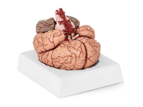 Mózg - model anatomiczny Physa PHY-BM-1 na Arena.pl
