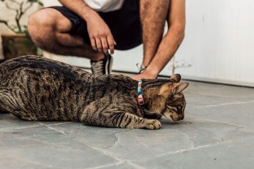 Zee Dog obroża dla kota Ella na Arena.pl