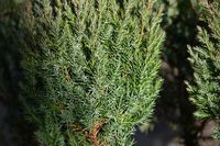 Jałowiec chiński Stricta na skalniak i taras