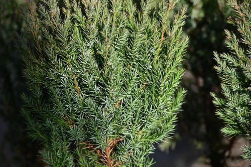 Jałowiec chiński Stricta na skalniak i taras na Arena.pl