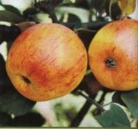 JABŁOŃ ZŁOTA RENETA BARDZO STARA