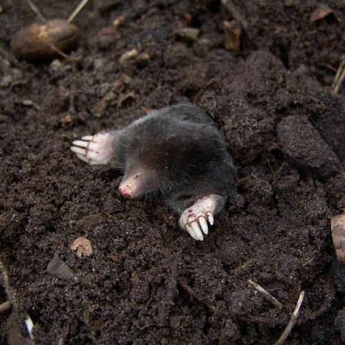 bros - sonic - odstrasza krety na Arena.pl