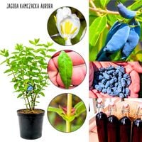 Jagoda Kamczacka Aurora idealny zapylacz KRZEW 40-70 cm