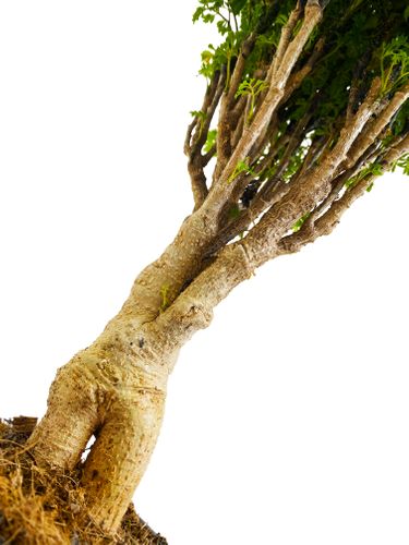 POLYCASIA Polyscias Ming 40 cm na Arena.pl