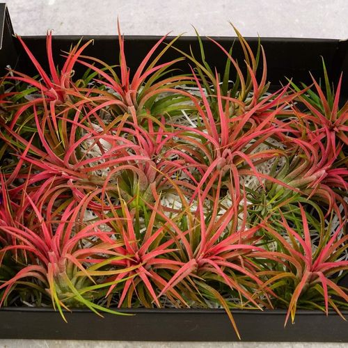 Tillandsia OPLĄTWA ionantha Intensywnie czerwona W ZIMOWYM OPAKOWANIU na Arena.pl