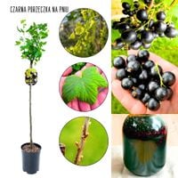 Czarna Porzeczka forma pienna NA PNIU 80-120 cm