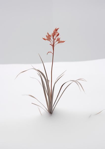 Plakat 21x29,7cm Subtelność Natury zdjęcie 1