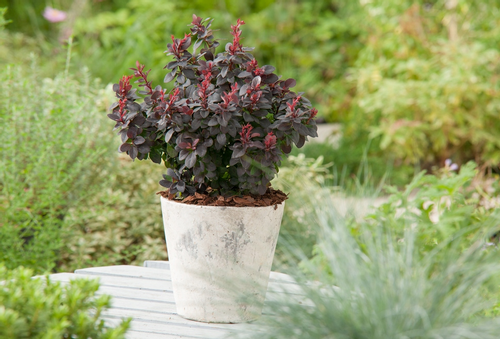 Berberys Thunberga CONCORDE 10-30cm Purpurowy Krzew na Arena.pl