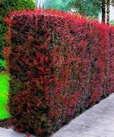 BERBERYS czerwony Kolumnowy Pakiet 10 sztuk - sadzonki 60 / 80 cm