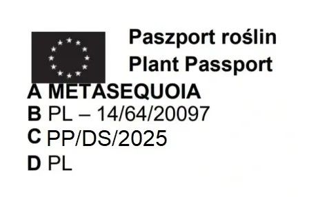 METASEKWOJA szczepiona na pniu GOLDRUSH - sadzonki 90 / 120 cm na Arena.pl