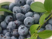 Borówka amerykańska GOLDTRAUBE Sadzonki 3-letnie Odmiana deserowa C2