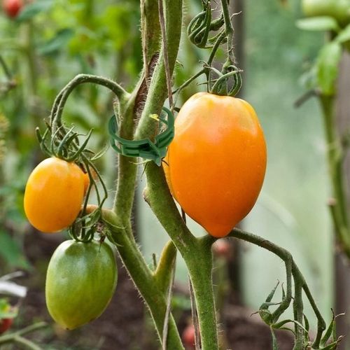 ZAPINKI KLIPSY UCHWYT SPINACZ DO ŁODYG POMIDORÓW FASOLI PĘDÓW 100 na Arena.pl