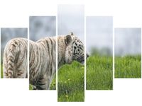 105CM 150CM OBRAZ 5 ELEM BIAŁY TYGRYS- TAMBAKO THE JAGUAR DRUK