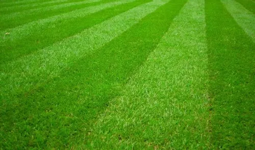 KOSIARKA SPALINOWA Z NAPĘDEM NAX 1000S 42CM BRIGGS na Arena.pl