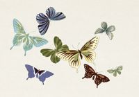 Plakat 100x70cm Butterfly 10, Sekka Japoński Vintage do Salonu