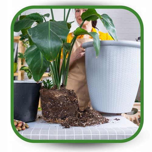 Ziemia do Strelicji i helikonii BIO Bigos Podłoże Premium 10L na Arena.pl