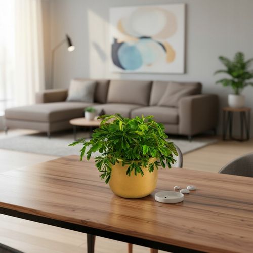 Mimosa Pudica MiMOZA wstydliwa roślinka rozmiar S Bardzo delikatna na Arena.pl