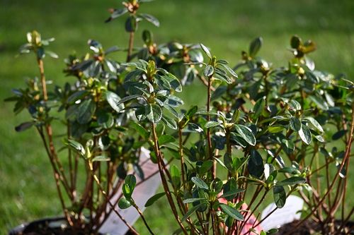 Azalia japońska - Azalea japonica na Arena.pl