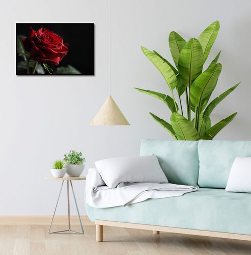 Plakat 60x40cm Róża w Półcieniu na Arena.pl