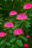 KALLIANDRIA "Dixie Pink" różowe pióropusze 40 CM