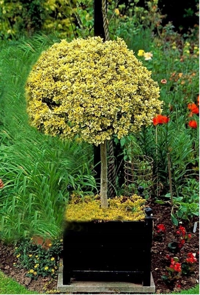 Noisetier Romana En Pot - Plante Fruitière Ancienne, Hauteur 150-170 Cm, âge 2 Ans