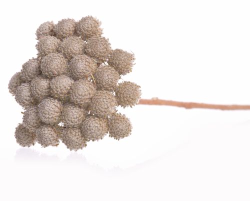 Albifora flower brunia na Arena.pl