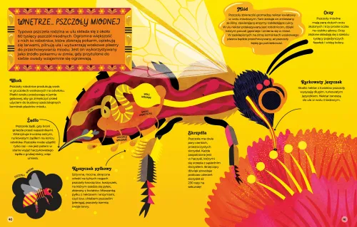 Wnętrza zwierząt na Arena.pl