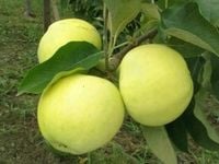 JABŁOŃ PAPIERÓWKA wczesna odmiana niskopienna - sadzonki 110 / 140 cm