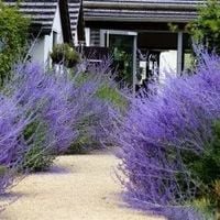 PEROVSKIA BARDZO PACHNIE MIODODAJNE - sadzonki 5 / 10 cm