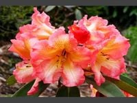 AZALIA biało - różowa - sadzonki 60 / 80 cm