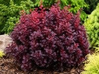 Berberys Thunberga Atropurpurea Nana karłowy purpurowy krzew ozdobny