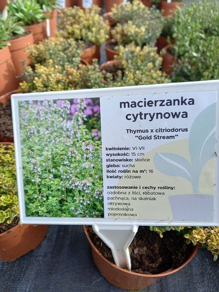 Macierzanka cytrynowa Gold Stream miododajna zdjęcie 2
