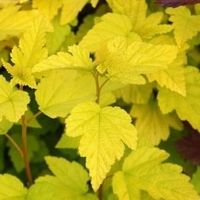 Pęcherznica kalinolistna 'Luteus' (Physocarpus) w P11, wysokość 50-70 cm