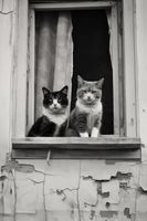 Plakat 30x45cm Para w Oknie