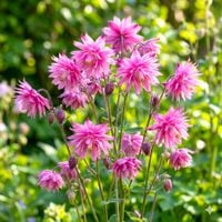 ORLIK ROSE BARLOW - sadzonki 10 / 20 cm