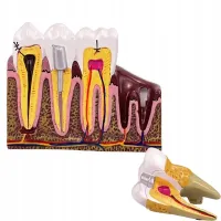 Model anatomiczny zęba stomatologiczny edukacyjny przekrój poglądowy