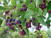 Świdośliwa olcholistna THIESSEN Plenna odmiana Sadzonki w doniczkach