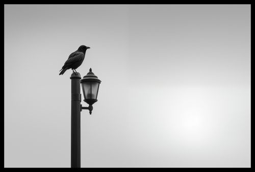 Plakat 60x40cm Samotny Postój Kruka na Arena.pl