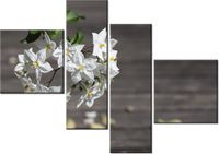 100 70CM OBRAZ 4 ELEM OWOCNE KWIATY MATHIAS ERHART DRUK PŁÓTNO RAMA