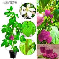 Malina Fioletowa o obfitym plonowaniu KRZEW 40-70 cm