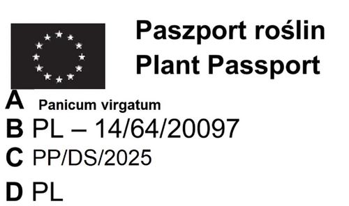 TRAWA PROSO Rubrum - sadzonka 10 / 20 cm na Arena.pl